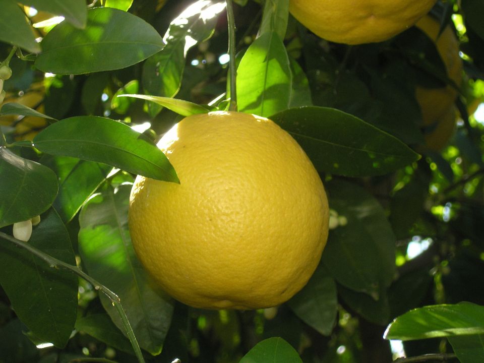 Lemongrass Bergamot & Vanilla Whipped Body Butter