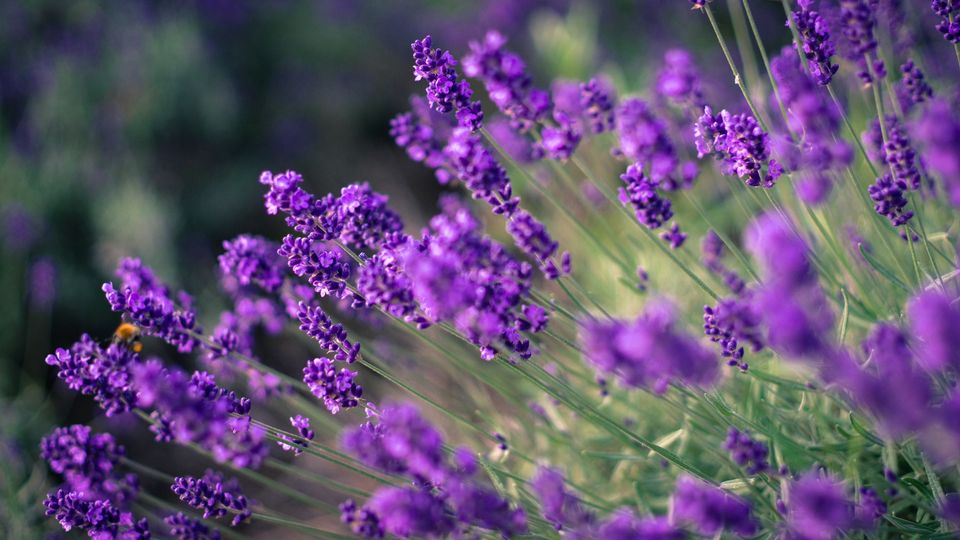 Lavender Whipped Body Butter