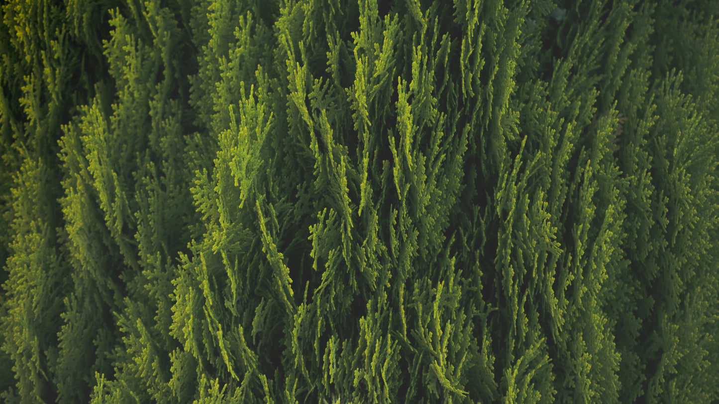 Lavender and Cedarwood